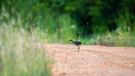 Chica pájaro solitario lindo corriendo en el camino de grava. asustado blanco-pecho Waterhen chick solo y en busca de su madre.