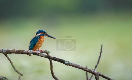 Hermosa percha Common Kingfisher contra el fondo bokeh suave natural. Condiciones de retroiluminación matutina.
