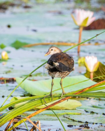 Eurasian moorhen juvenile bird rest on long reed stems above the lake vegetation in the morning.