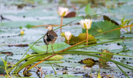Moorhen eurasiático aves juveniles descansan sobre largos tallos de caña por encima de la vegetación del lago en la mañana.