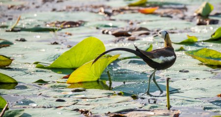 Jacana de cola de faisán caminando sobre las hojas de loto en el lago.