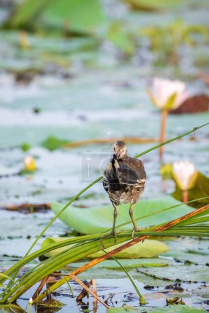 Moorhen eurasiática aves juveniles descansan sobre largos tallos de caña por encima de la vegetación del lago y plumas de engorde.