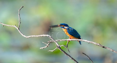 Beautiful kingfisher bird enjoying the morning meal, catch a small fish and perch on a bare tree branch above the lake.