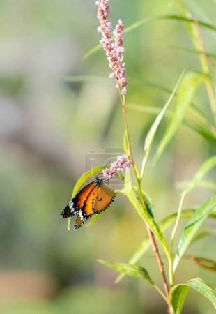 Hermosa mariposa y las flores silvestres, liso tigre mariposa bebiendo néctar.