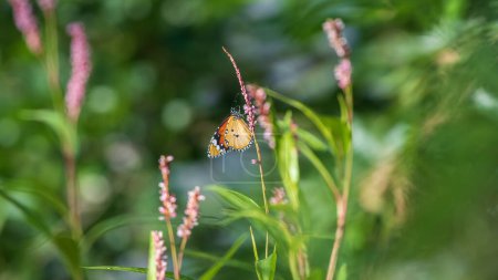 Hermosa vista lateral de ala de mariposa tigre llano, mariposa bebiendo néctar de pequeñas flores silvestres.
