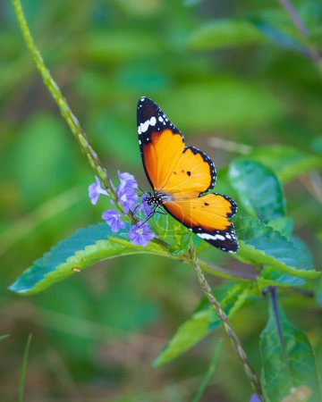 Hermosa fotografía de primer plano de mariposa, mariposa tigre llano sorbiendo néctar de flores silvestres en el prado.