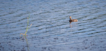 Pequeña chica grebe flota en el lago, esperando a que su madre resurja.