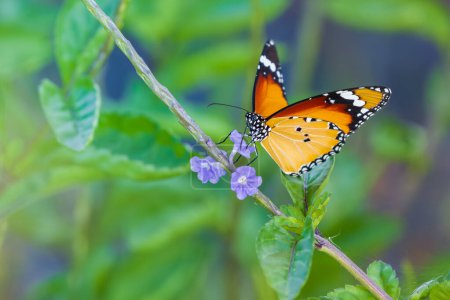 Hermosa fotografía de cerca de mariposa monarca africana, bebiendo néctar de flores silvestres en el prado.