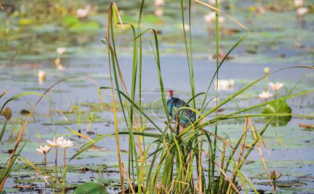 Grey-headed swamphen resting on the reeds above the lake.