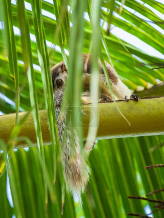 Téléchargez les photos : Écureuil géant grizzli faisant une sieste dans le palmier. Écureuil géant regardant à travers les feuilles de noix de coco. - en image libre de droit
