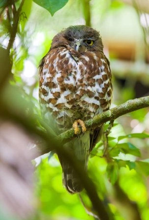 Brown hawk-owl sleeps with one eye open, Owl close-up portrait photograph.