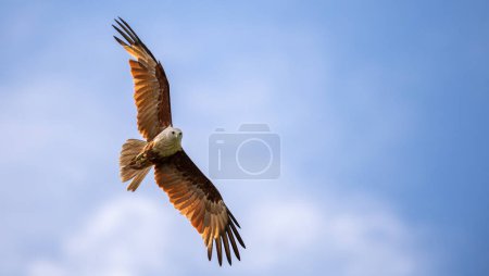 Majestic eagle soaring in the blue sky, the beautiful wingspan of a Brahminy Kite eagle close up detailed shot,