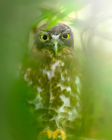 Brown hawk owl through the out-of-focus leaves.
