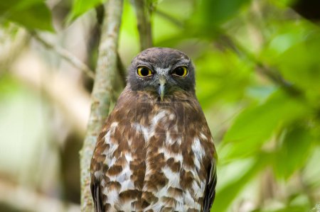 Brown hawk owl close-up portrait shot.