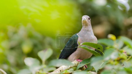 Green imperial pigeon perch on a banyan tree searching for wild fruits.
