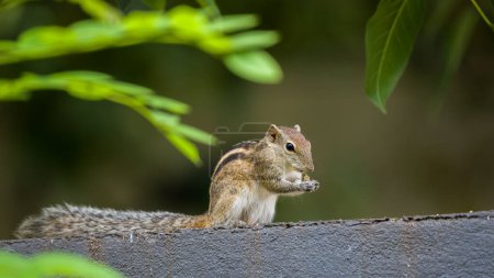 Cute Indian palm squirrel eating while sitting on a wall.