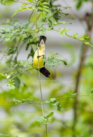 Bunte Lila-Rumpelsonnenvogel Nahaufnahme Blick nach unten, während hängen.