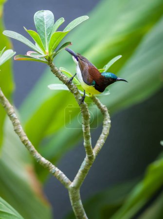 Photo for Colorful Purple-rumped sunbird closeup portrait photograph, perching on a desert rose plant in the garden. - Royalty Free Image