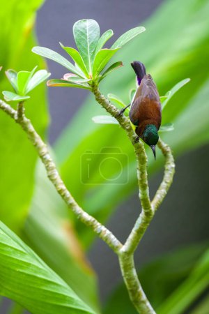 Purple-rumped sunbird in the garden. looking down from the desert rose plant.