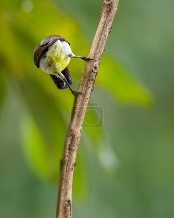 Songbird s'accroche à une branche et regarde maladroitement à travers ses jambes tout en se pliant, Moment drôle d'oiseau.