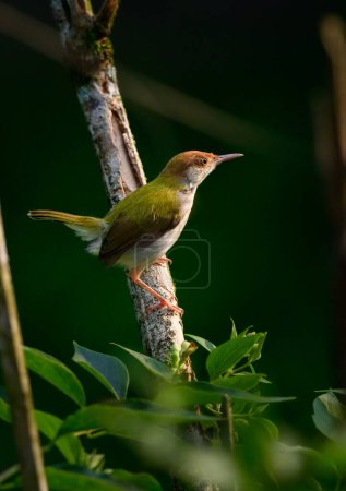 Cute Common Tailorbird foraging early in the morning, soft morning light shines on bird's feathers.