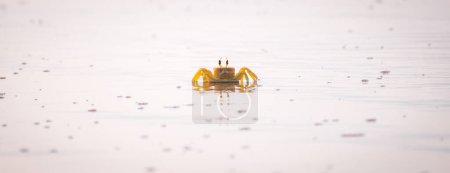 Téléchargez les photos : Crabe fantôme aux yeux de corne sur la plage de sable de l'île tropicale de Sri Lanka. Crabe fantôme jaune photographie. - en image libre de droit