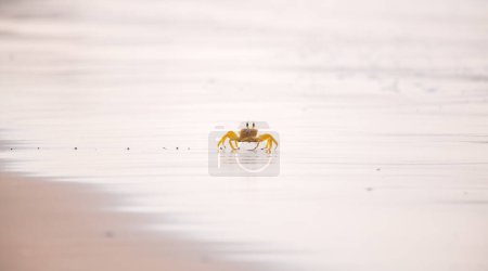 Cangrejo fantasma de cuernos en la playa de arena en la isla tropical de Sri Lanka. Fotografía de cangrejo fantasma amarillo.