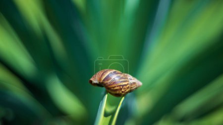 Empty land snail shell on an Octopus agave leaf close up.