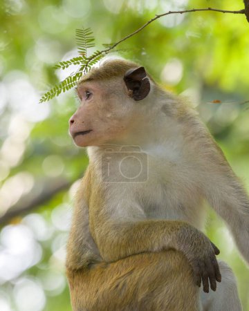 Sri-lankischer Toque-Makakenaffe schaut aus nächster Nähe weg Porträtaufnahme.