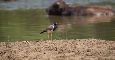 Red-wattled lapwing (Vanellus indicus) standing still on a muddy surface near a water stream.