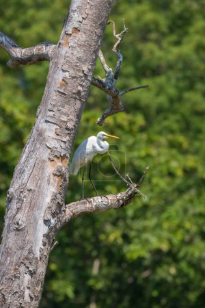 White egret perch on a tree, shade from the harsh sunlight.
