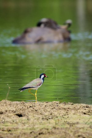 Red-wattled lapwing (Vanellus indicus) standing still on a muddy surface near a water stream.
