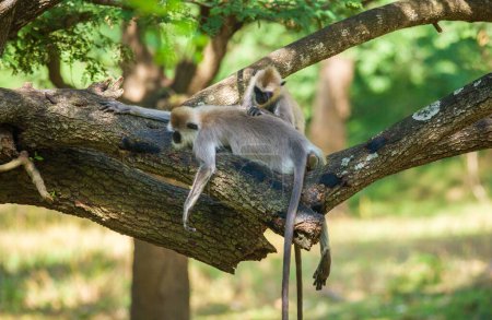 Pair of tufted gray langur monkeys resting on a tree, grooming each other.