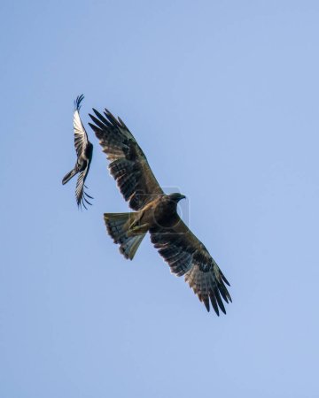 Krähen belästigen einen Adler in der Luft, klarer blauer Himmel im Hintergrund.