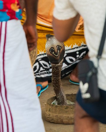 Foto de King kobra encantado por un encantador serpiente en un espacio público. - Imagen libre de derechos