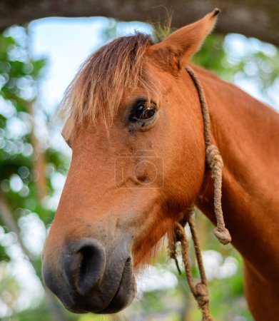 Triste cara de caballo de cerca, cuerda de torzal alrededor del cuello, caballos en un parque Dharmapala.
