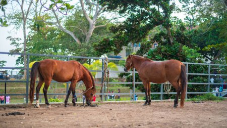Dos caballos en el establo del parque Dharmapala en Galle.