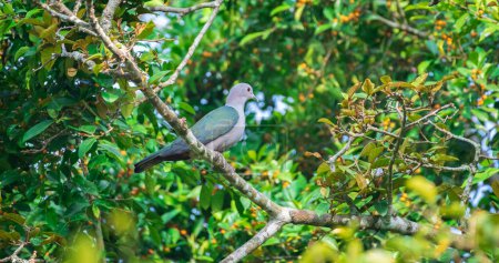 Green imperial pigeon (Ducula aenea) perch, natural habitat photo.