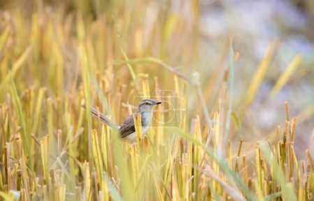 Plain wren-warbler bird foraging in the paddy field reeds in the morning.