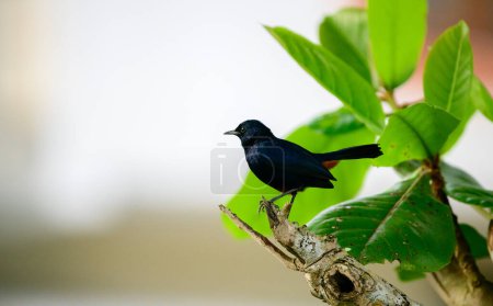 Téléchargez les photos : Indien Robin mâle oiseau perche gros plan. - en image libre de droit