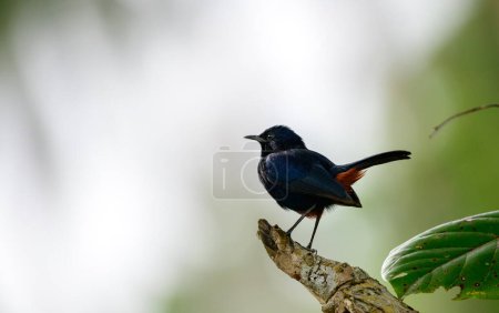 Téléchargez les photos : Perchoir à oiseaux mâle Indian Robin gros plan. - en image libre de droit