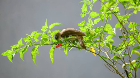White browed bulbul bird eating a ripe capsicum in the garden.