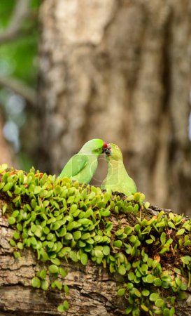 Rose-ringed parakeet bird pair feeds one another on a tree in the breeding season.