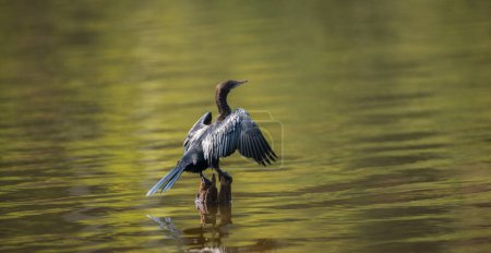 Indian shag resting on a pole in the lake spreads wings, drying them after the dive.