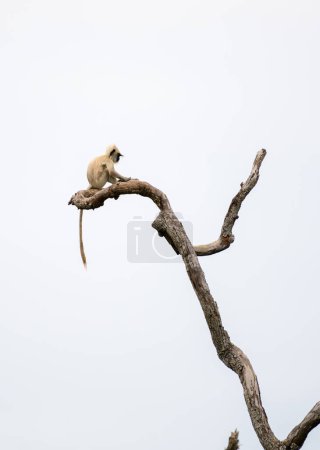 Bebé mono langur gris aislado sentado en el borde de una rama de árbol muerto muy alta en el parque nacional de Yala. Fondo cielo blanco.