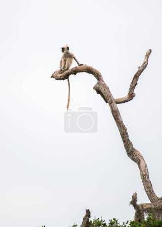 Bebé mono langur gris aislado sentado en el borde de una rama de árbol muerto muy alta en el parque nacional de Yala. Fondo cielo blanco.