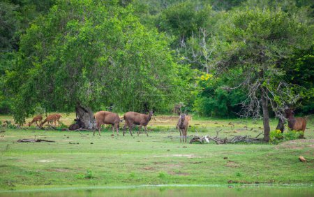 Herd of Sambur deer and spotted deer grazing together in the grassland of Yala national park.