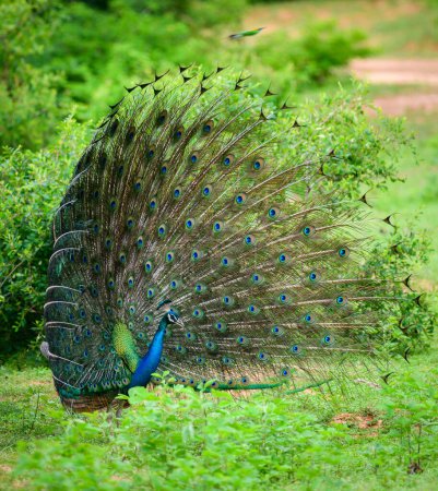 La exhibición del cortejo del pavo real masculino elegante, vista lateral colorida iridiscente del patrón de plumas de la cola, danza hermosa del pavo real indio masculino en el parque nacional de Yala, Sri Lanka.