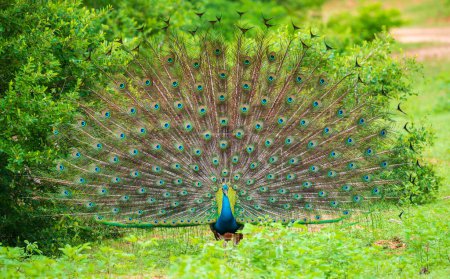 Balz eines eleganten männlichen Pfaus, irisierendes buntes Schwanzfedermuster, Schöner Tanz eines indischen Pfauenauges im Yala Nationalpark, Sri Lanka.