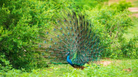 Foto de The courtship display of elegant male peacock, iridescent colorful tail feather pattern at an angle, Beautiful dance of male Indian peafowl at Yala national park, Sri Lanka. - Imagen libre de derechos